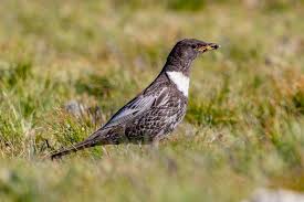 Image result for Turdus torquatus