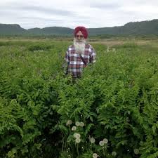 Attēlu rezultāti vaicājumam “Galega orientalis fruit”