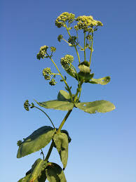 Attēlu rezultāti vaicājumam “Hylotelephium maximum”