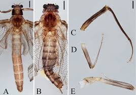Attēlu rezultāti vaicājumam “Ephemeroptera imago”