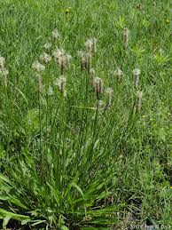 Attēlu rezultāti vaicājumam “Plantago lanceolata flower”