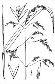 Attēlu rezultāti vaicājumam “Cinna latifolia fruit”