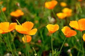 Attēlu rezultāti vaicājumam “Eschscholzia californica leaf”