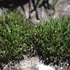 Attēlu rezultāti vaicājumam “Limosella aquatica”