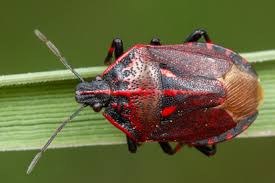 Attēlu rezultāti vaicājumam “Jalla dumosa”