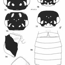 Attēlu rezultāti vaicājumam “Caenolyda reticulata”