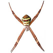 Image result for st andrews cross spider