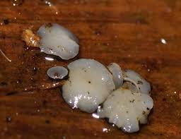 Attēlu rezultāti vaicājumam “Mollisia cinerea”