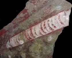 Attēlu rezultāti vaicājumam “Endoceras”