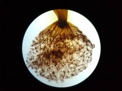 Attēlu rezultāti vaicājumam “Cribraria intricata”