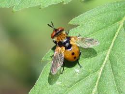 Attēlu rezultāti vaicājumam “Gymnosoma sp.”