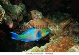 Image result for Scarus ferrugineus