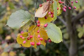 Attēlu rezultāti vaicājumam “Sorbus alnifolia”