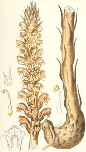 Attēlu rezultāti vaicājumam “Orobanche elatior flower”
