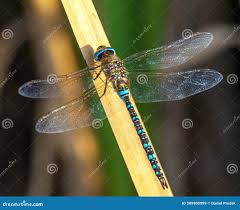 Attēlu rezultāti vaicājumam “Aeshna mixta”