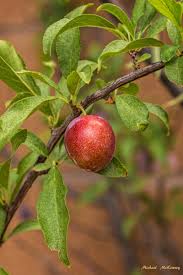 Attēlu rezultāti vaicājumam “Prunus (plum-tree) fruit”