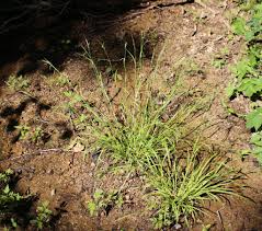 Attēlu rezultāti vaicājumam “Carex sylvatica fruit”