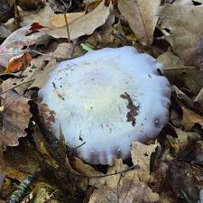 Attēlu rezultāti vaicājumam “Cortinarius traganus”