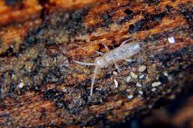 Attēlu rezultāti vaicājumam “Heteromurus nitidus”