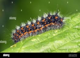 Attēlu rezultāti vaicājumam “Saturnia pavonia larva”