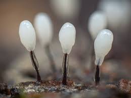 Attēlu rezultāti vaicājumam “Comatricha alta macro”