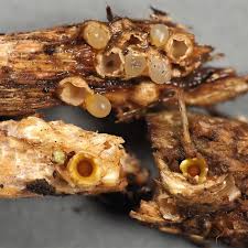 Attēlu rezultāti vaicājumam “Sphaerobolus stellatus”