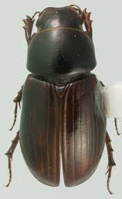 Attēlu rezultāti vaicājumam “Aphodius sp.”