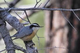 Image result for Sitta canadensis