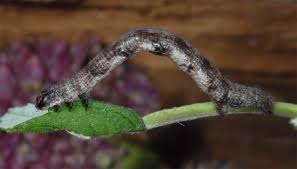 Attēlu rezultāti vaicājumam “Macaria alternata”