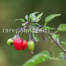 Attēlu rezultāti vaicājumam “Solanum dulcamara fruit”