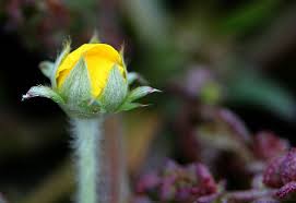 Attēlu rezultāti vaicājumam “Argentina anserina bud”