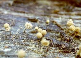 Attēlu rezultāti vaicājumam “Heterotrichia pomiformis (syn. Arcyria pomiformis)”