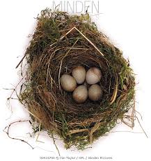 Attēlu rezultāti vaicājumam “Erithacus rubecula eggs”