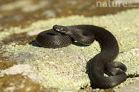 Attēlu rezultāti vaicājumam “Vipera berus”