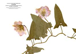 Attēlu rezultāti vaicājumam “Convolvulaceae”