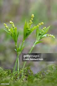 Attēlu rezultāti vaicājumam “Mercurialis perennis flower”