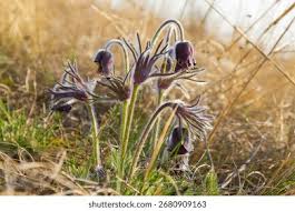 Attēlu rezultāti vaicājumam “Pulsatilla pratensis flower”