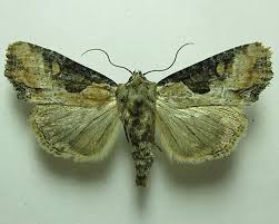 Attēlu rezultāti vaicājumam “Apamea ophiogramma”