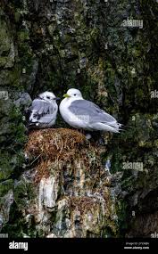 Attēlu rezultāti vaicājumam “Rissa tridactyla adult”