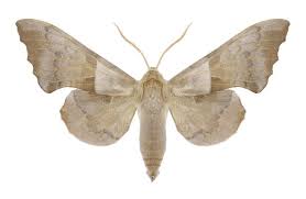 Attēlu rezultāti vaicājumam “Laothoe amurensis”