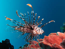 Image result for Pterois radiata