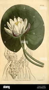 Attēlu rezultāti vaicājumam “Nymphaea candida leaf”