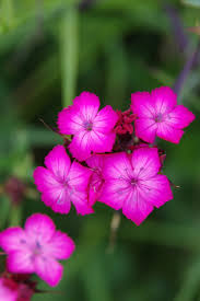 Image result for Dianthus carthusianorum