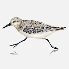 Attēlu rezultāti vaicājumam “Calidris alba adult”