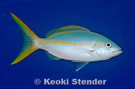 Image result for Ocyurus chrysurus