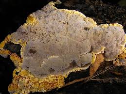 Attēlu rezultāti vaicājumam “Inonotus radiatus”