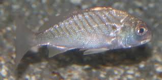 Image result for Leiostomus xanthurus