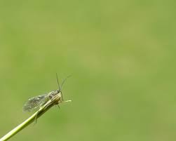 Attēlu rezultāti vaicājumam “Bucculatricidae”