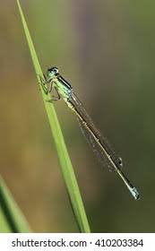 Attēlu rezultāti vaicājumam “Ischnura pumilio”