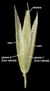 Attēlu rezultāti vaicājumam “Cinna latifolia”